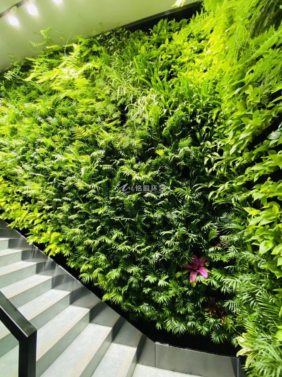 办公楼室内植物墙大自然绿植造景