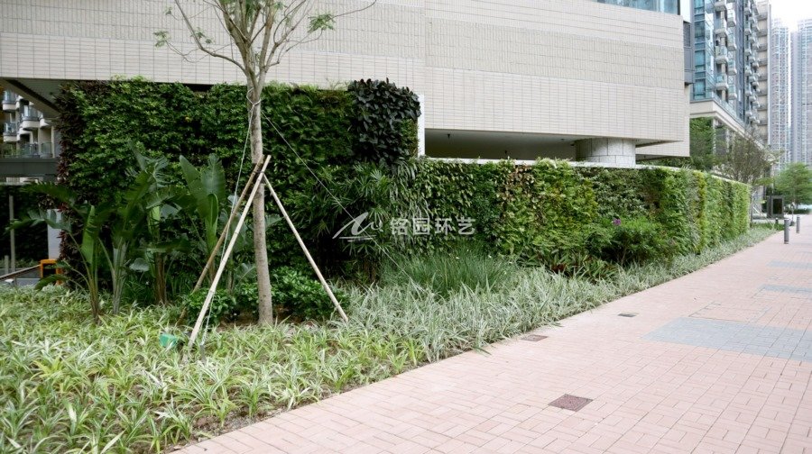 小区公共区域垂直绿化植物墙景观案例