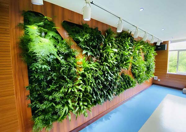 室内植物墙常用植物图片